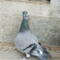 کبوتر قره پلاکی دوخط|پرنده|برازجان, |دیوار