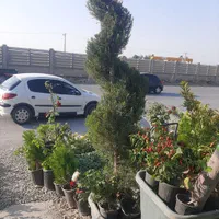 لاوسون تک و عمده انواع کاج و سرو|خدمات باغبانی و درختکاری|فلاورجان, |دیوار