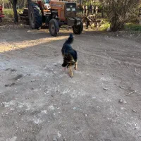 سگ ژرمن کاملا خانگی ۱۷ ماهه|سگ|اردبیل, |دیوار