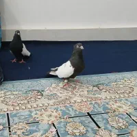 کبوتر سینی سیاه