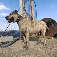 سگ نر|سگ|مشهد, مقصود آباد|دیوار