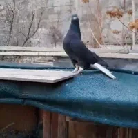 دم سفید|پرنده|رامند, |دیوار