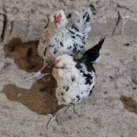 6عدد مرغ گلین پنگوئنی کیفیت فول|حیوانات مزرعه|فلاورجان, |دیوار