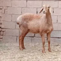 15بره ماده عربی هرراس فقط فقط کلی 23اسفدن
