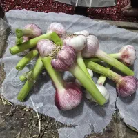 سیر پاک شده