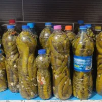 زیتون و خیارشور و آبغوره و سیر ترشی و انواع ترشی|خوردنی و آشامیدنی|تاکستان, |دیوار