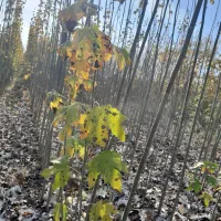 فروش نهال های کبوده رقم های خارجی بسیار مقاوم|خدمات باغبانی و درختکاری|شیراز, فرهنگیان|دیوار