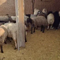 فروش گوسفند در کوهنانی