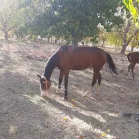 فروش اسب|اسب و تجهیزات اسب‌سواری|تویسرکان, |دیوار