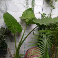 گیاه مناسب شیک پسندان