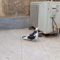 کبوتر
