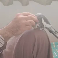 عروس‌هلندی‌سخنگو|پرنده|تهران, اتابک|دیوار
