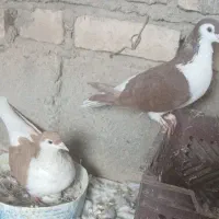 کفتر|پرنده|قهستان, |دیوار