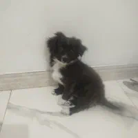 سگ پامر اشپیتز (شادو)