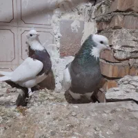 یک جفت طوقی|حیوانات|یزد, |دیوار