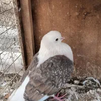 سلام خدمت عشقبازا حدود ۷۰ تا کفتر گنجه بری