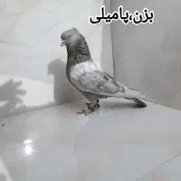 کبوتر.کفتر.بهبهونی و شهری و پلاکی|پرنده|شیراز, محراب|دیوار