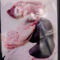 گوسفند زنده|حیوانات مزرعه|کرمان, |دیوار