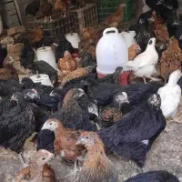 جوجه مرغ محلی