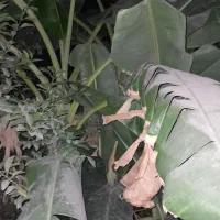 درخت موز ثمری محلی به فروش میرسد