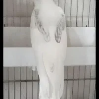 جفت عروس دوکت مولد سخنگو باقفس شیک