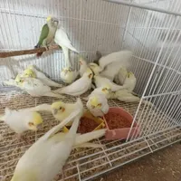 عروس هلندی نرمخور دونخوردستی بالغ نرماده مرغ مینا|پرنده|شیراز, پودنک|دیوار