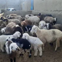 میش بره|حیوانات مزرعه|شیروان (خراسان), |دیوار