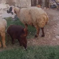 فروش میش در شهر جم