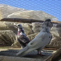 چندتا کبوتر آس همه چی تموم پروازی