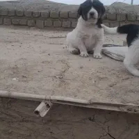 واگزاری توله آلبای اصل خت خون بالا با زمانت|سگ|گنبد کاووس, |دیوار