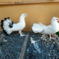 جوجه دم چتری