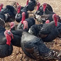 بوقلمون|حیوانات مزرعه|ویسیان, |دیوار