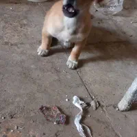 توله اشپیتزفقط ۱ملیون ودویست