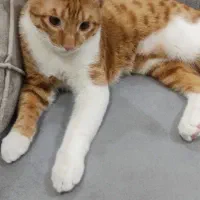 واگذاری گربه|گربه|قدس, شهر‌قدس|دیوار