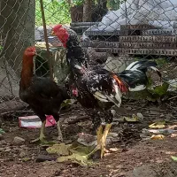 خروس لاری اصیل