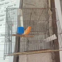 فروش قناری نر مست|پرنده|داراب, |دیوار