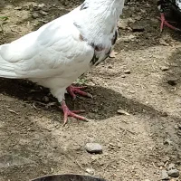 نرطوقی سرور