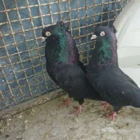 زاغ چشم ونوک پنچه آبادانی