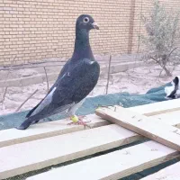 کپوتر پلاکی|پرنده|اردکان, |دیوار