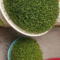سبزه برا جشن شادی
