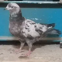 سه تا کبوتر