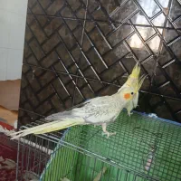 عروس هلندی