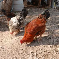 فروش مرغ وخروس گلپایگان|حیوانات مزرعه|پاکدشت, پاکدشت (مامازند)|دیوار