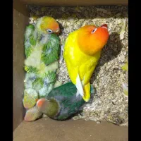 طوطی برزیلی نر و ماده شرطی شرطی شرطی|پرنده|اهواز, کمپلو جنوبی|دیوار