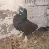 دو جفت کفتر فروشی روی هم|پرنده|جیرفت, |دیوار