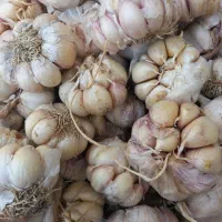 سیر.لواشک.زردآلو وآلوخشک.سرکه سیب،دم گیلاس