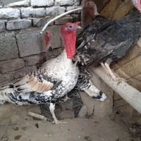 بوقلمون بالغ اصل