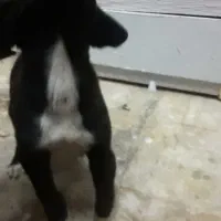 سگ نر|سگ|قوچان, |دیوار