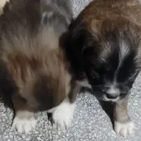 واگذاری سگ|سگ|رفسنجان, |دیوار