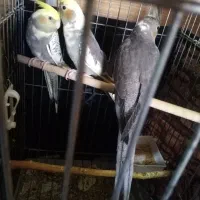 فروش عروس هلندی دو ماه|پرنده|شیراز, محراب|دیوار